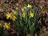 Wild daffodils